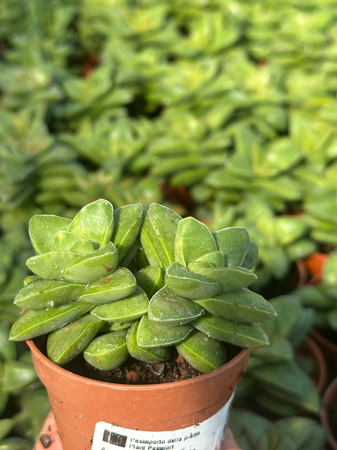 crassula springtime