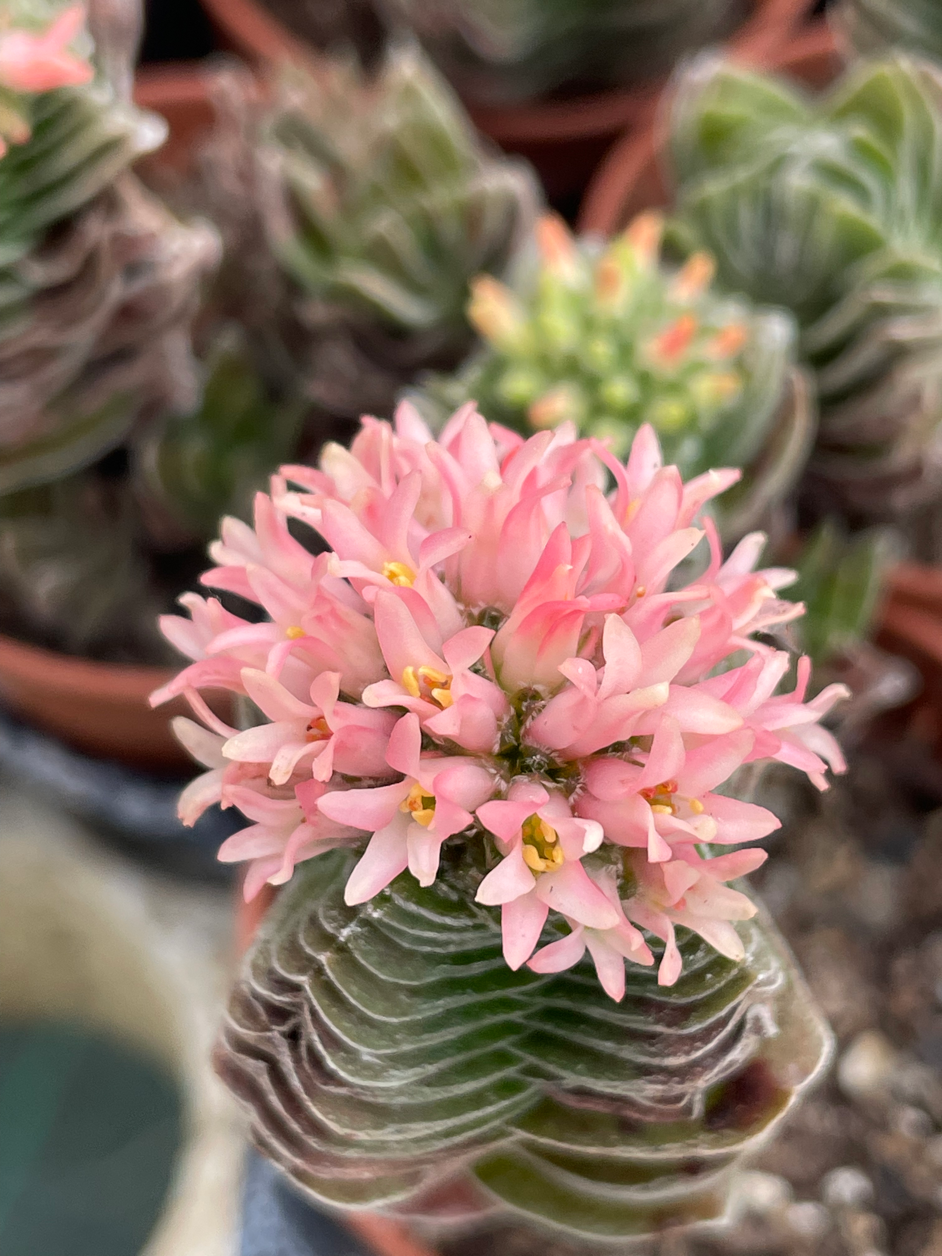 crassula buddha temple