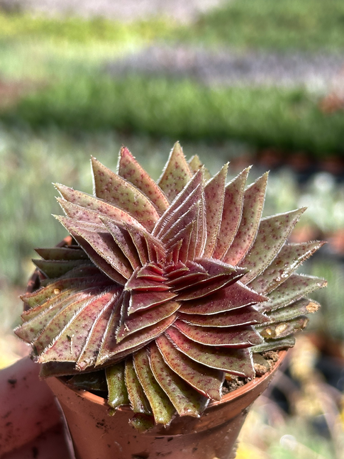 crassula capitella picturata
