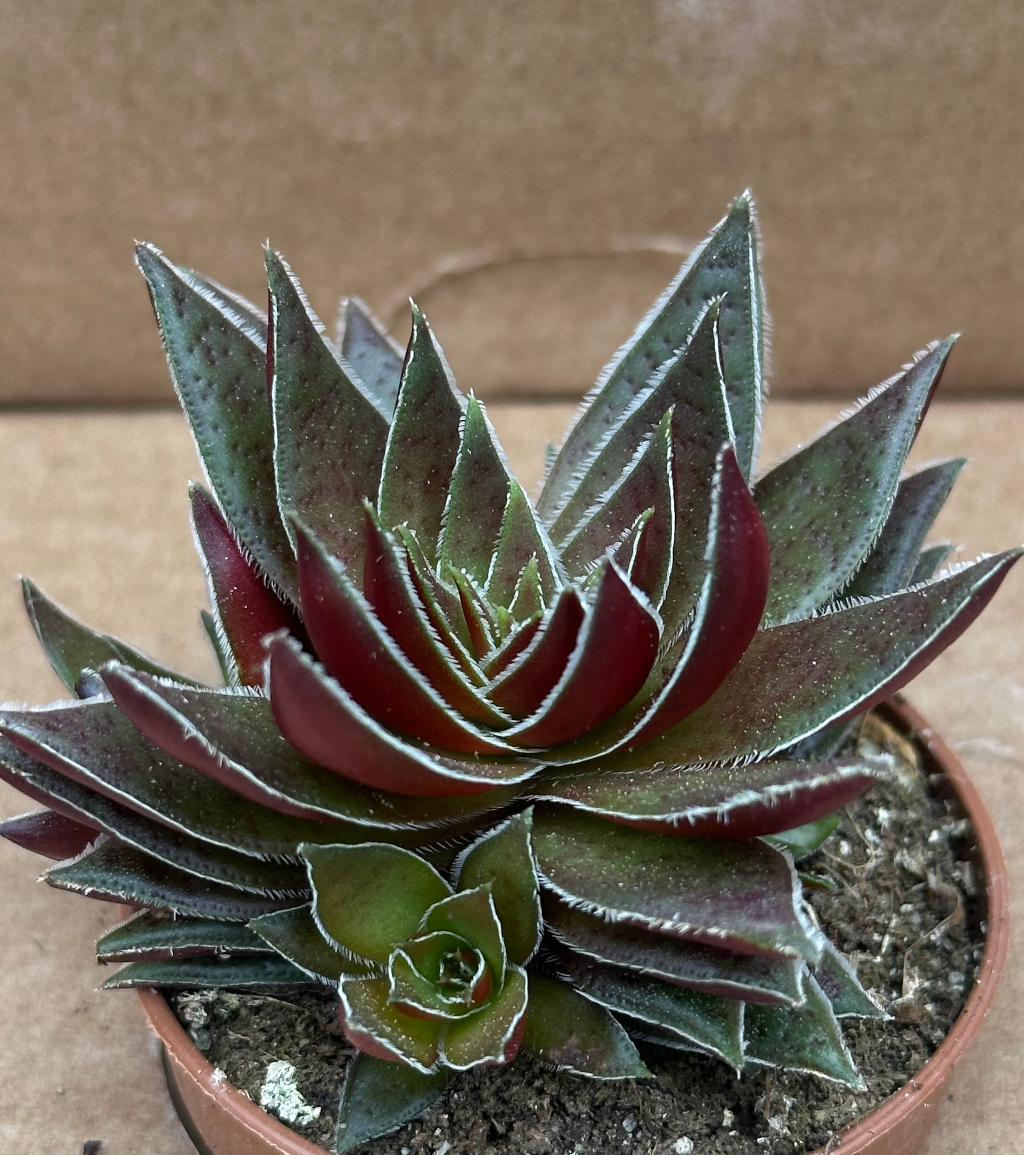 crassula capitella star