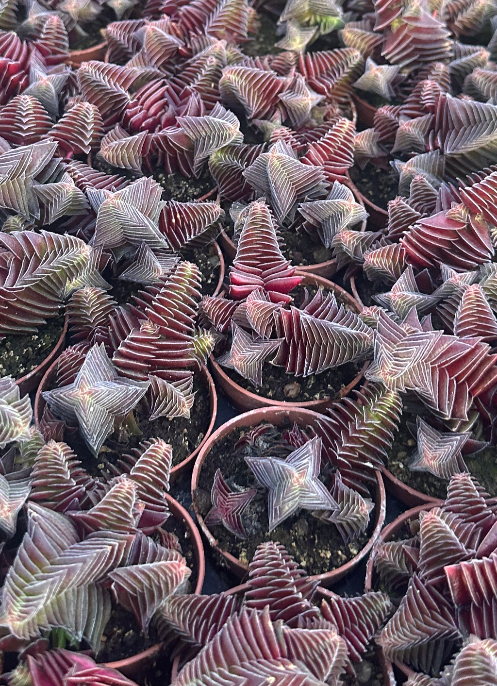 crassula capitella thyrsiflora