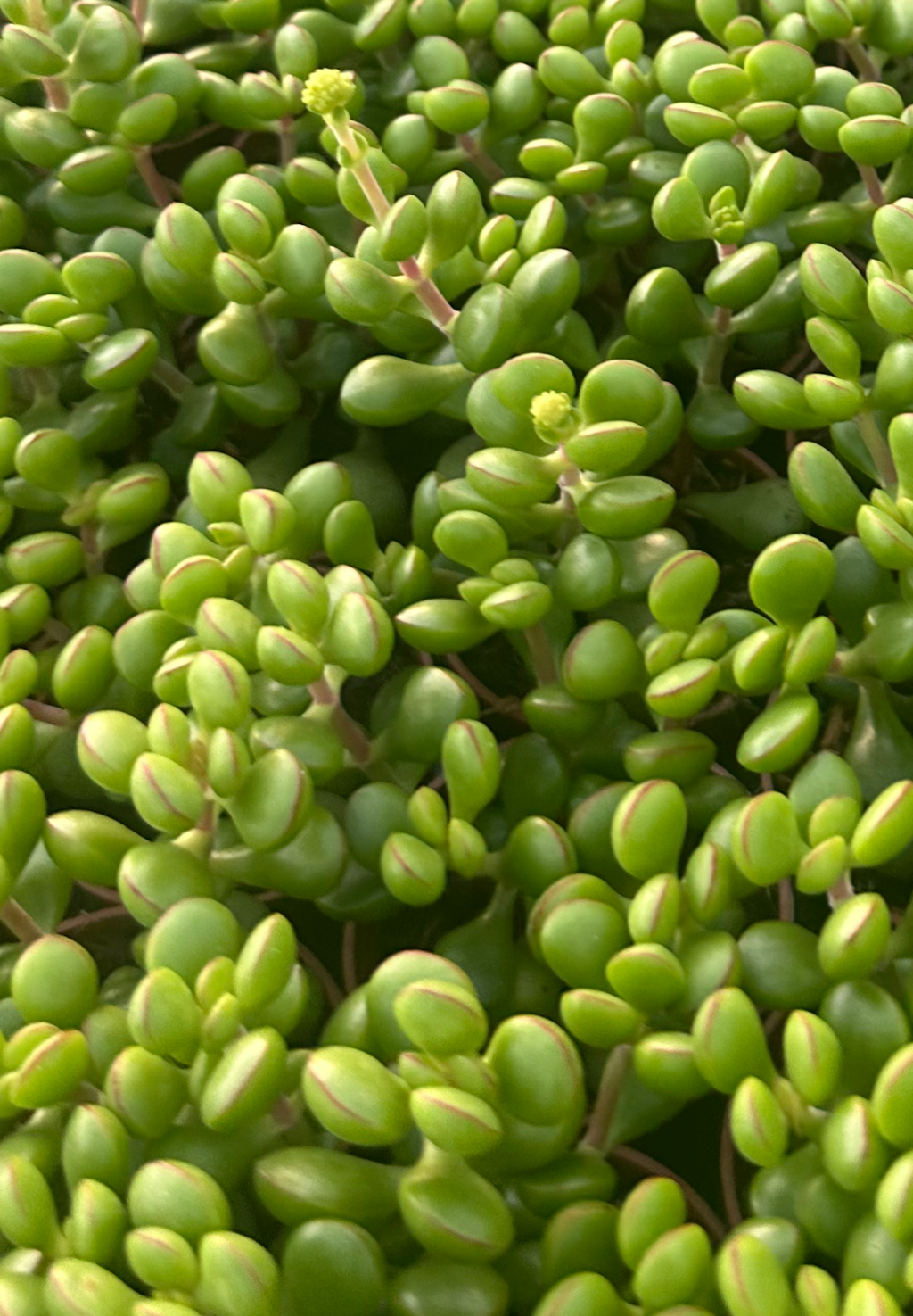 crassula cotyledonis