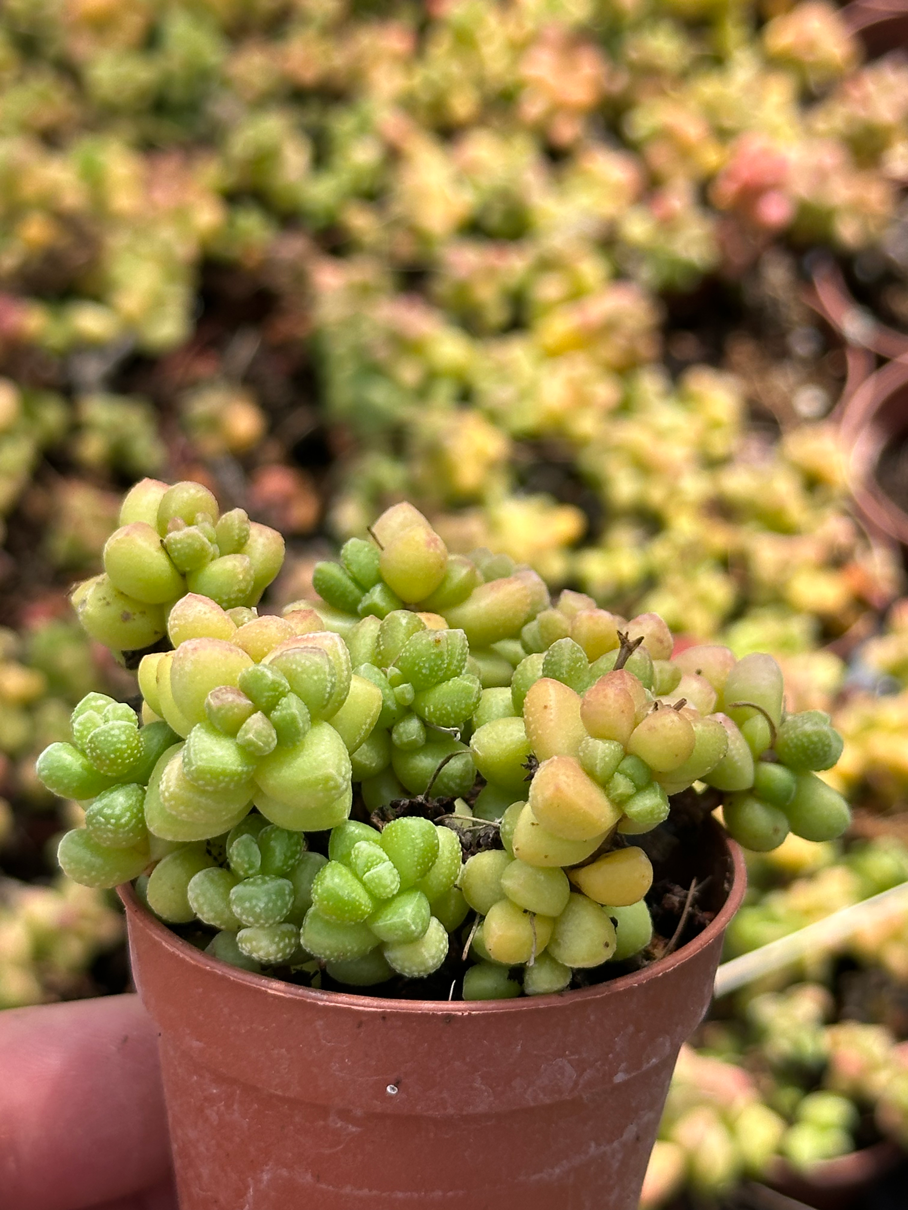 crassula elegance