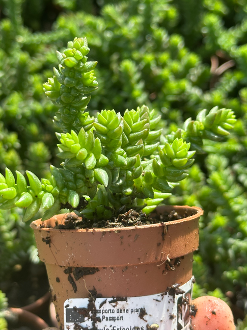 crassula ericoides