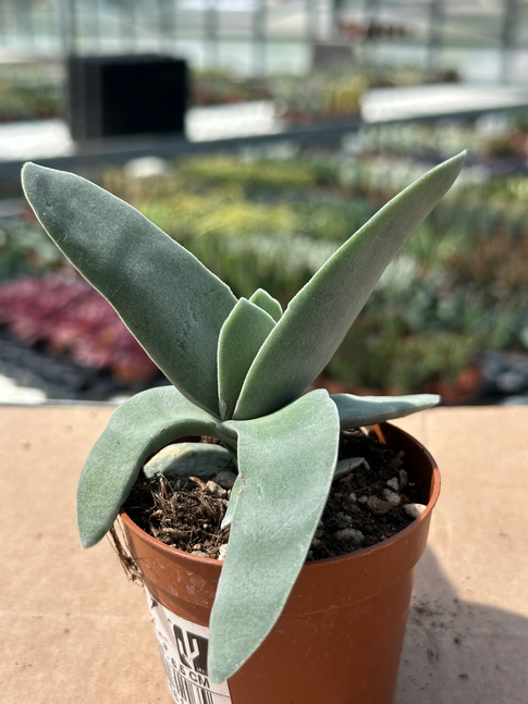 crassula falcata