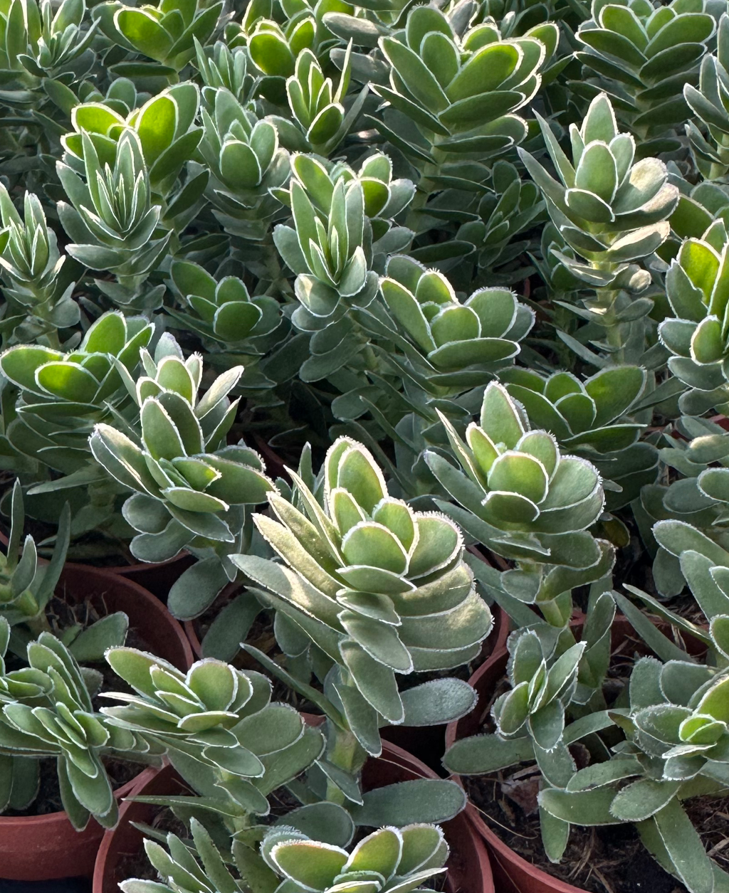 crassula fallax