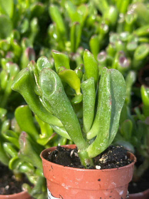 crassula hobbit