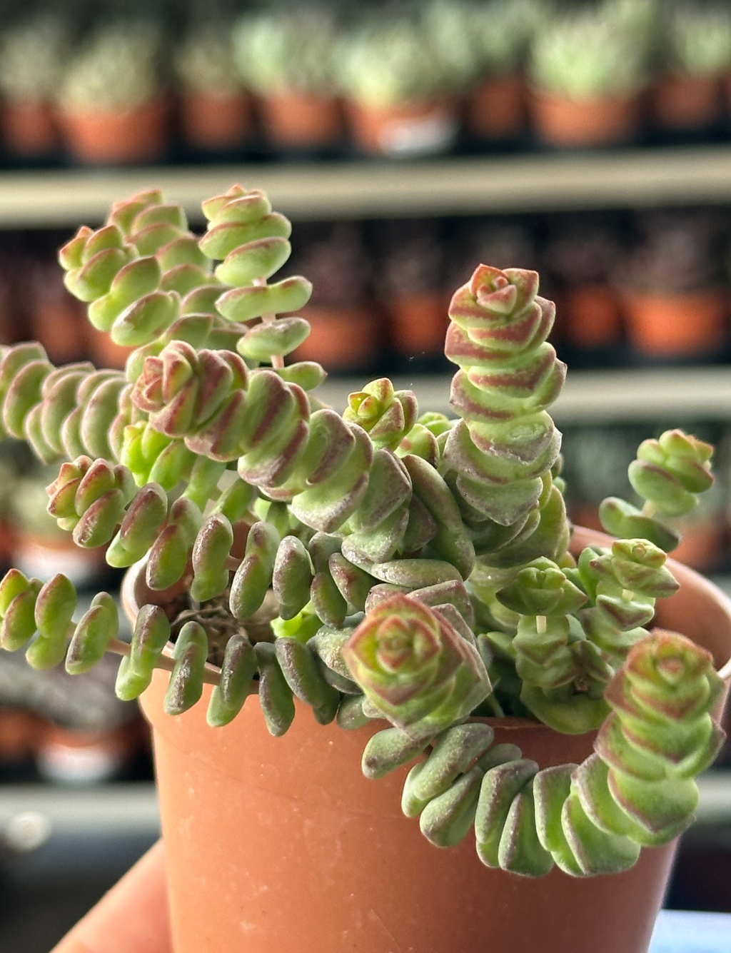 crassula hottentot