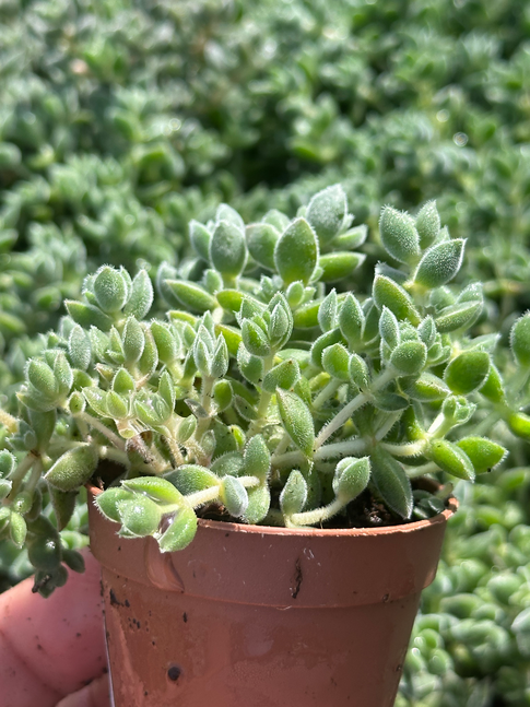 crassula mesembryanthemoides