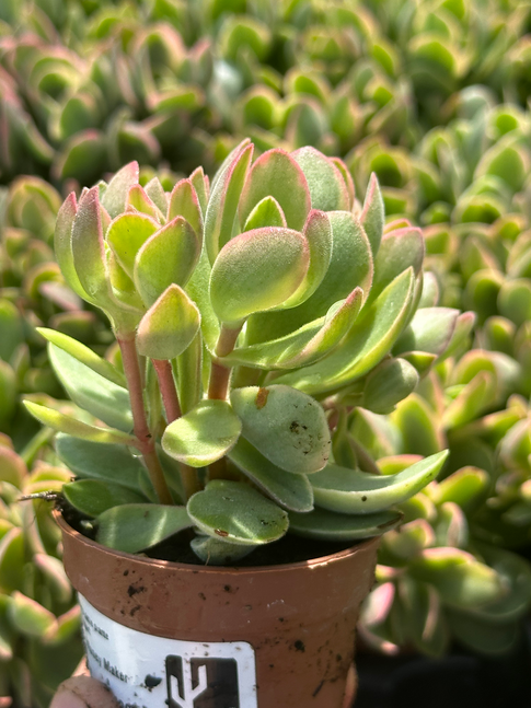 crassula moneymaker variagata