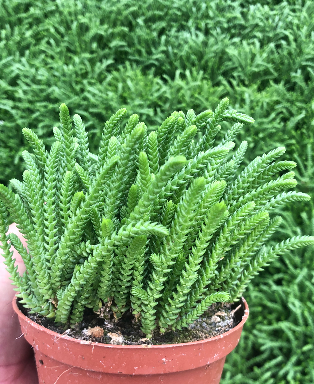 crassula muscosa
