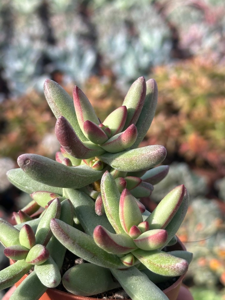 crassula nudicaulis herrei