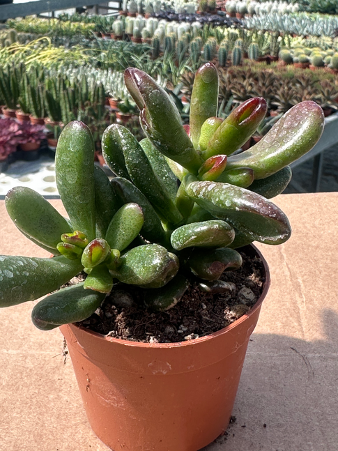crassula ovata ibrida