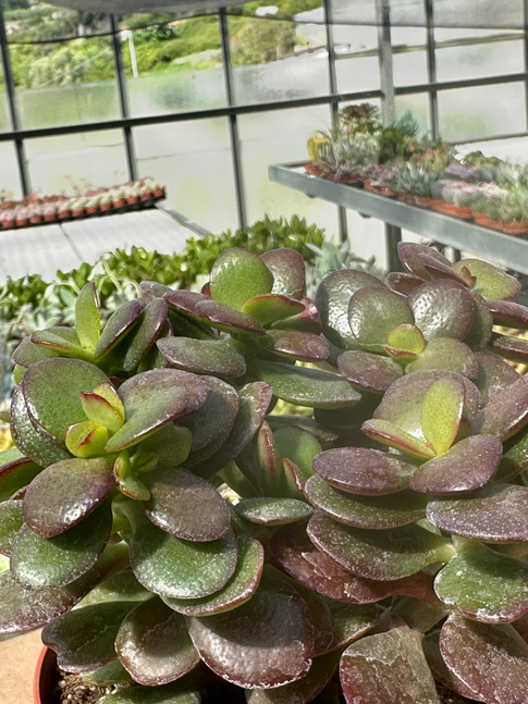 crassula ovata minor