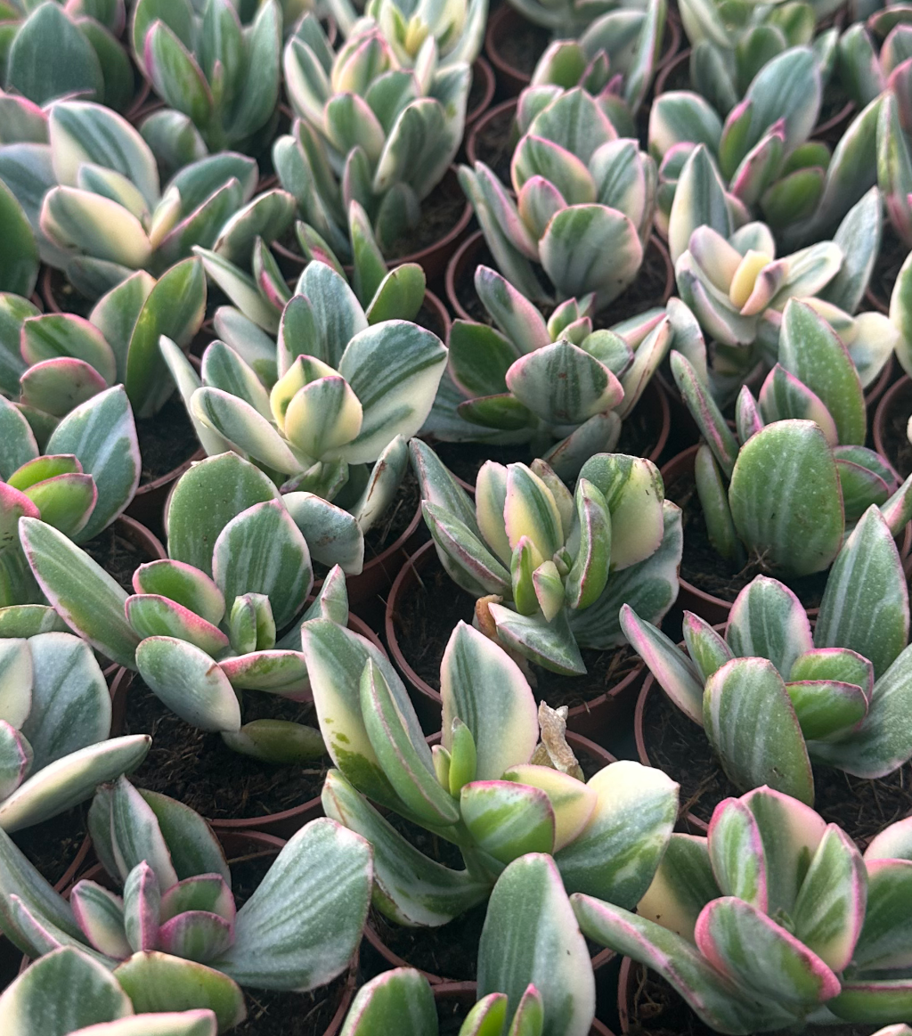 crassula ovata variegata