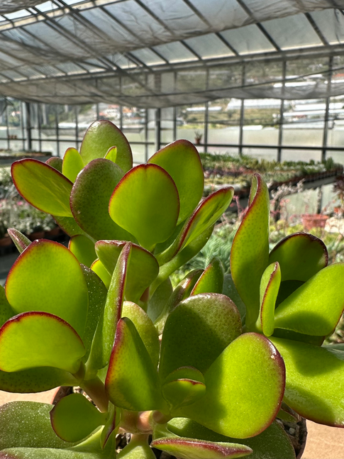 crassula ovata