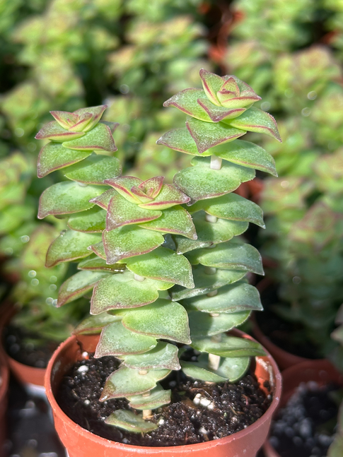 crassula pagoda