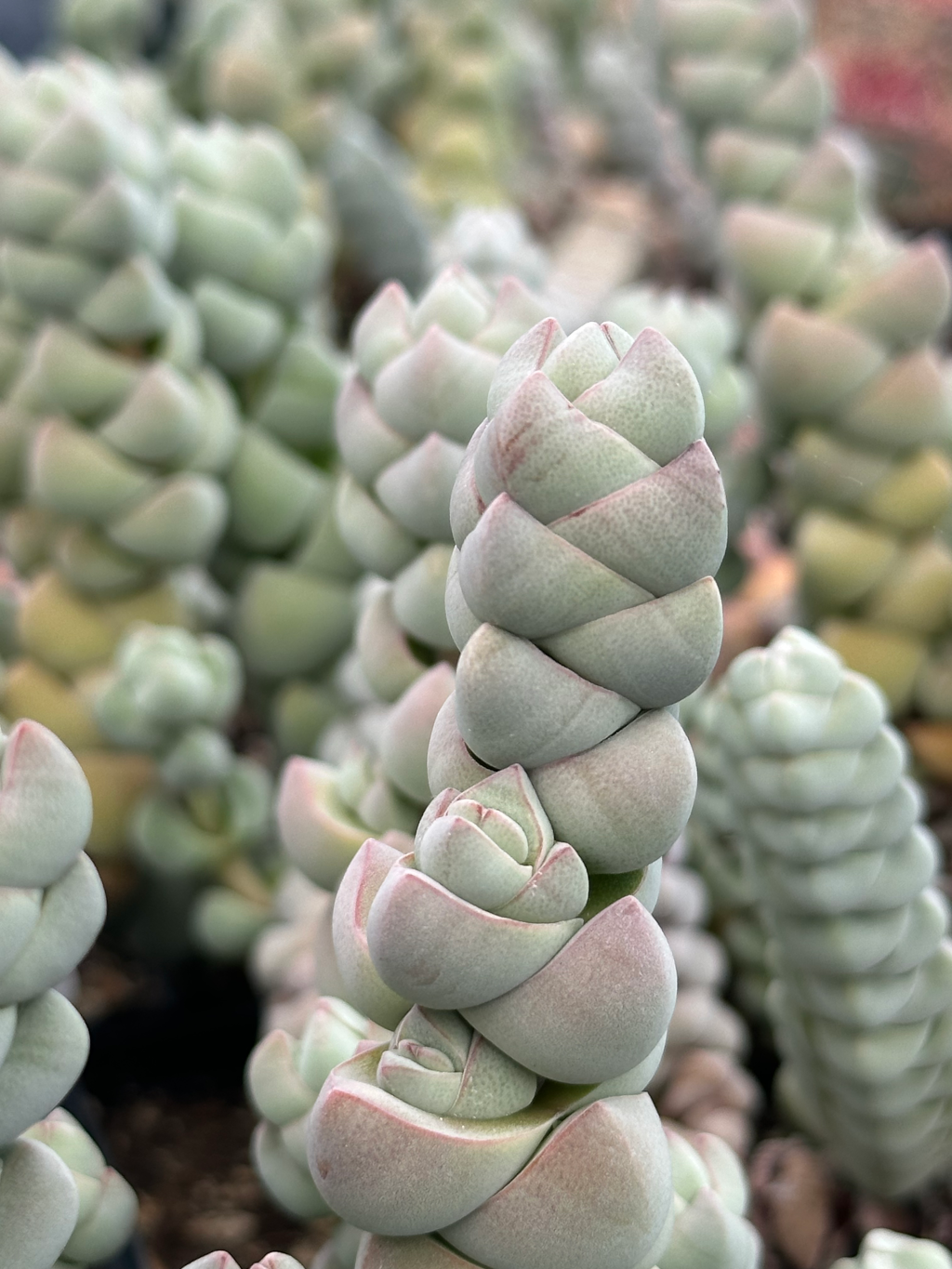 crassula pegmatoides