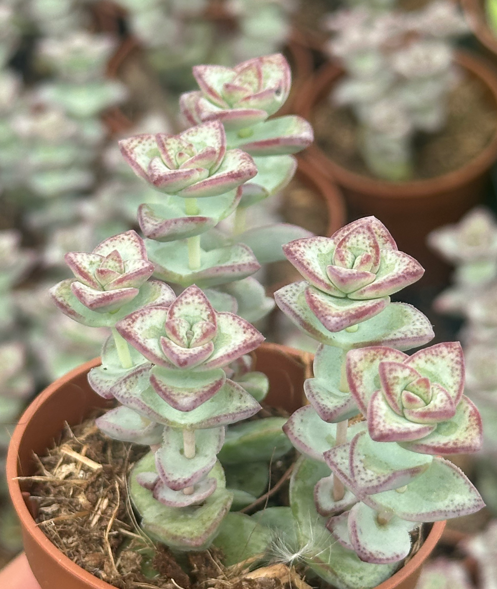 crassula perfossa