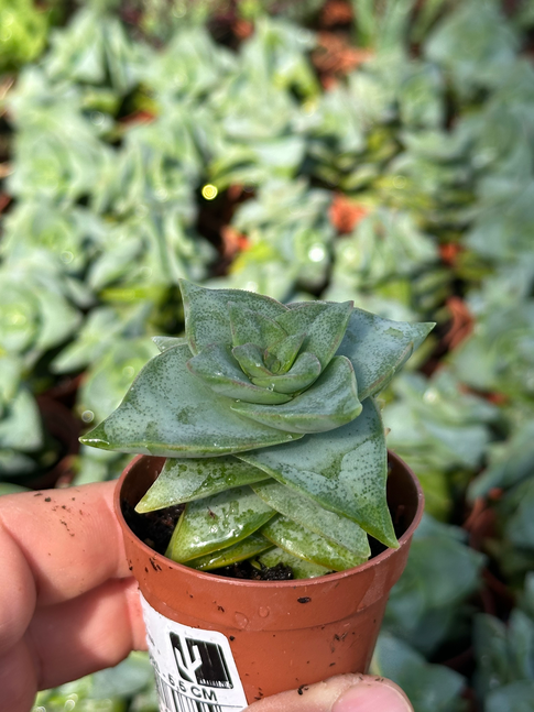 crassula perfossa