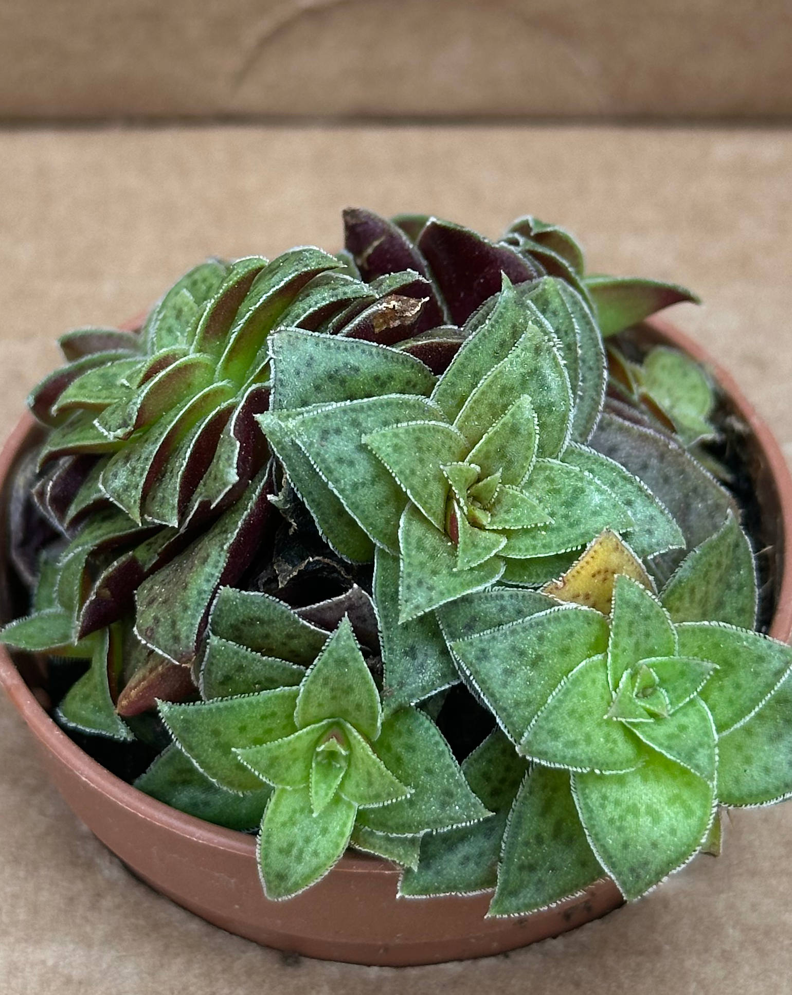 crassula picturata