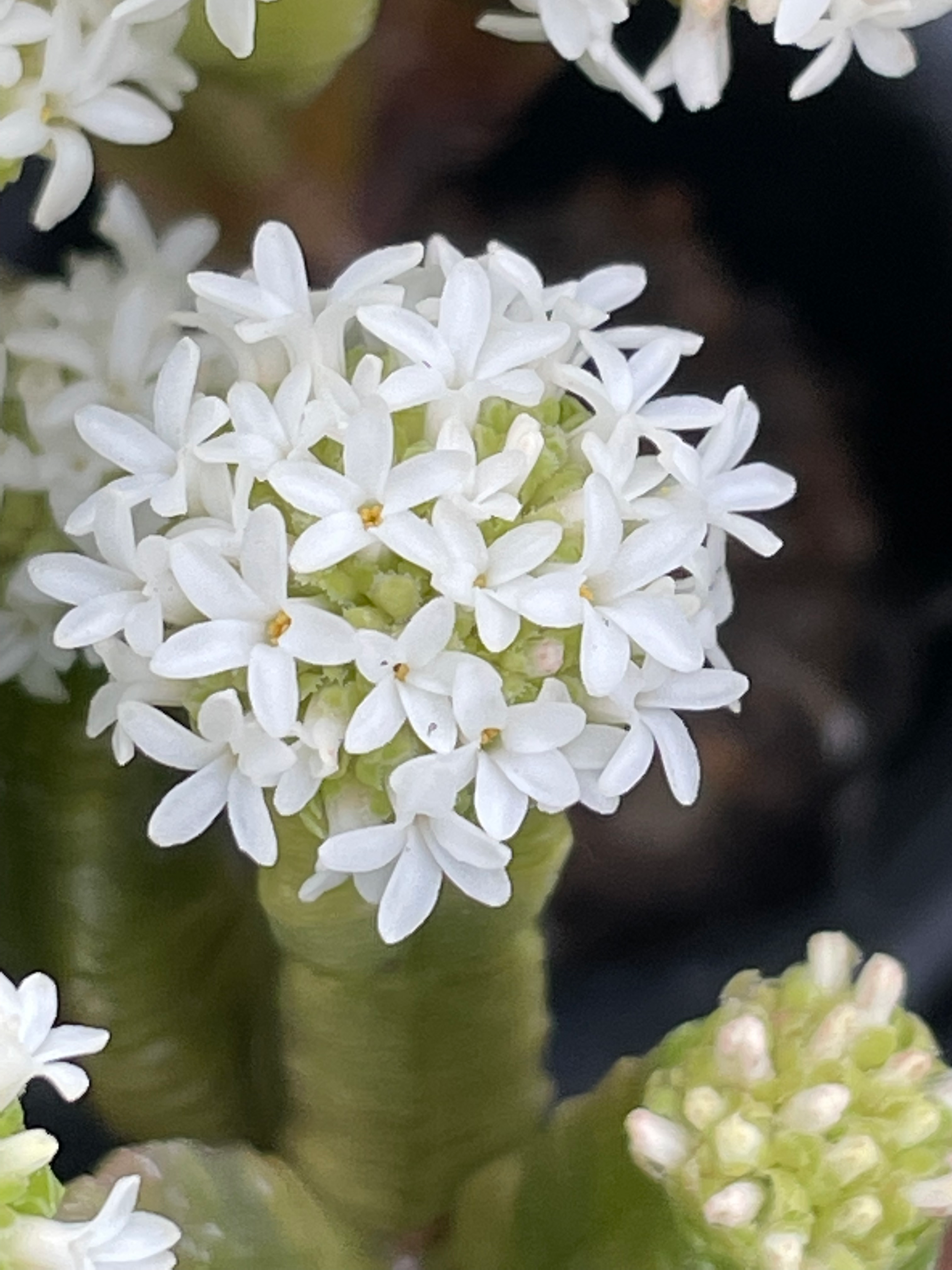 crassula pyramidalis
