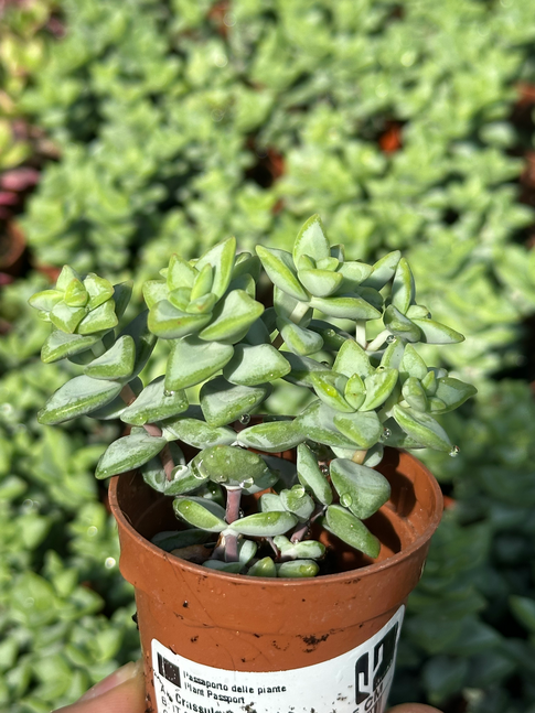 crassula rupestris