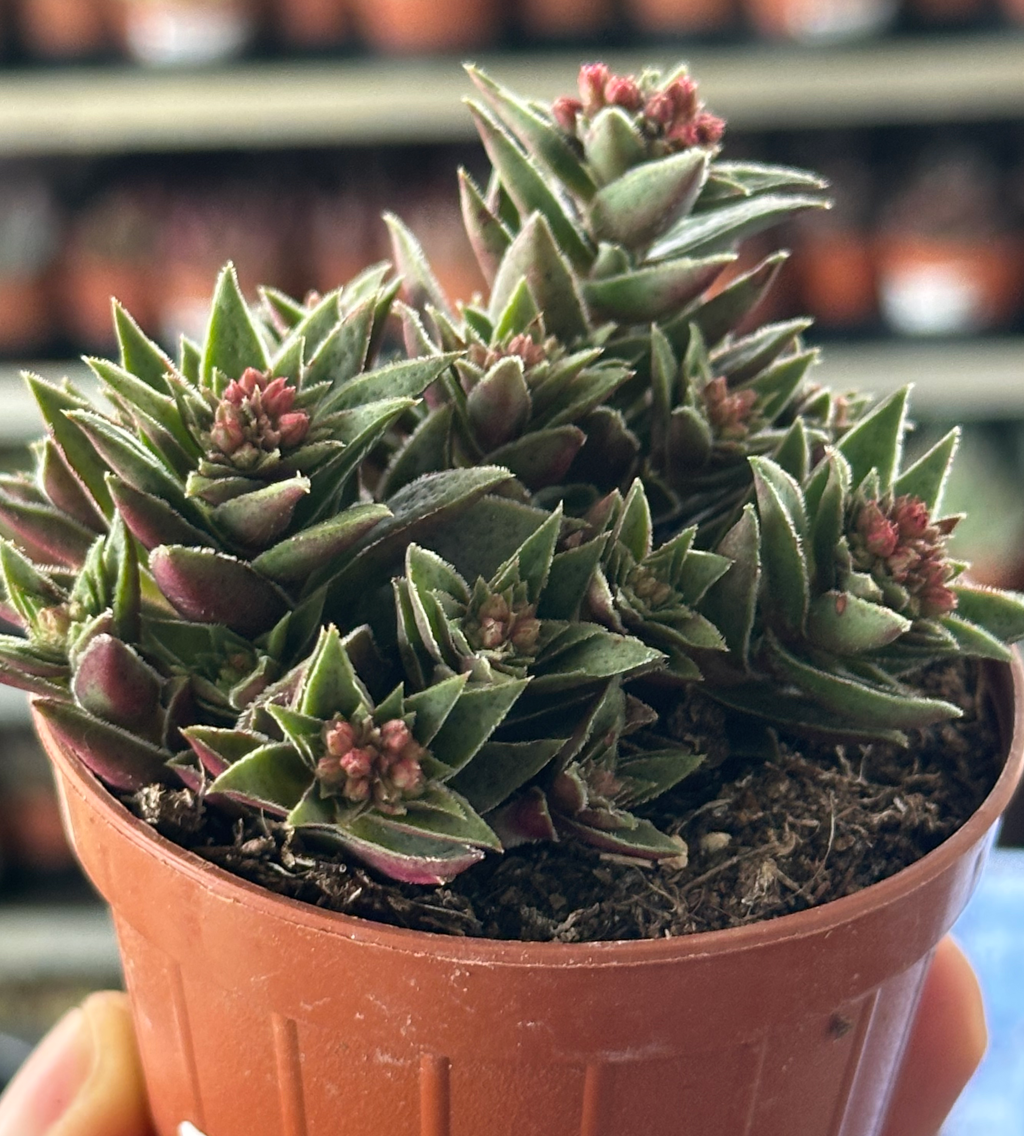 crassula scmidtii