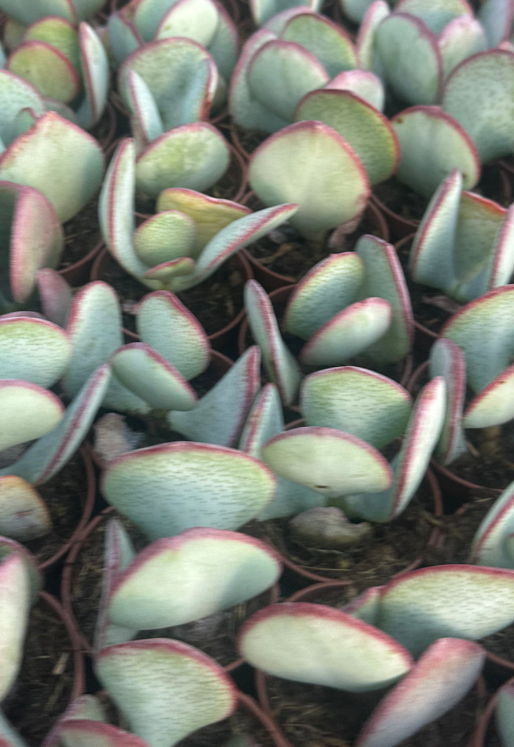 crassula silver dollar
