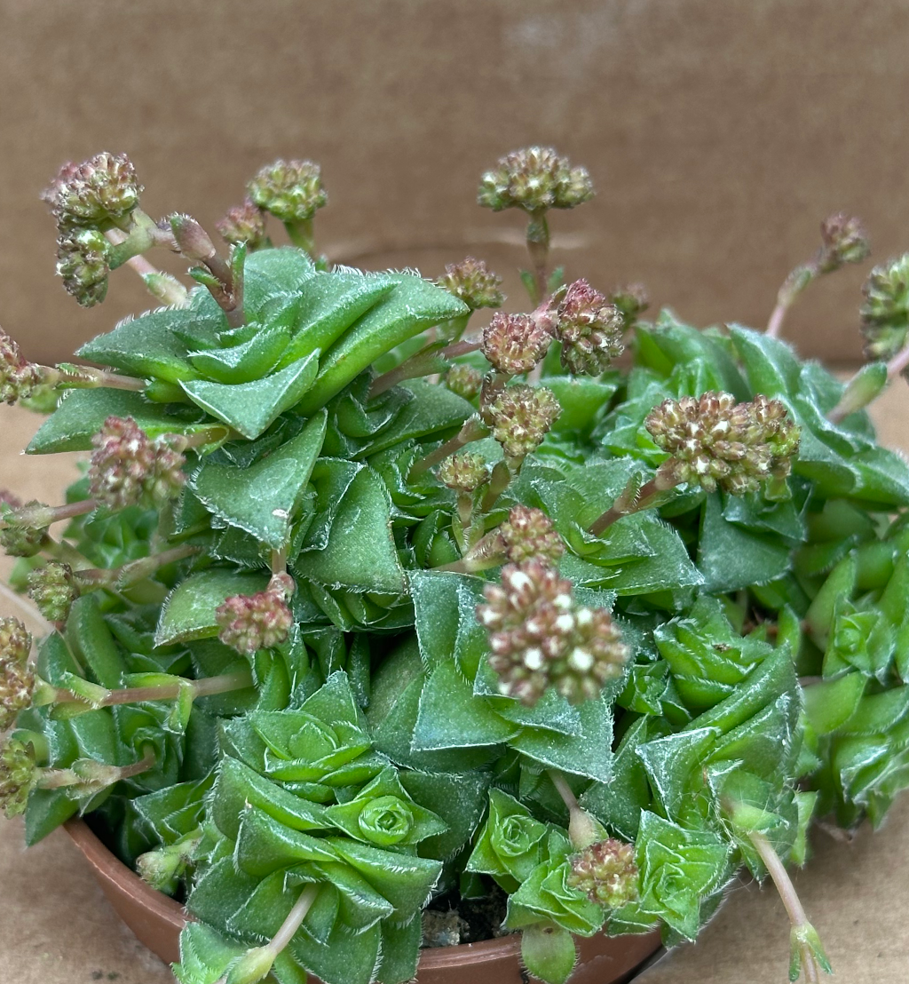 crassula socialis