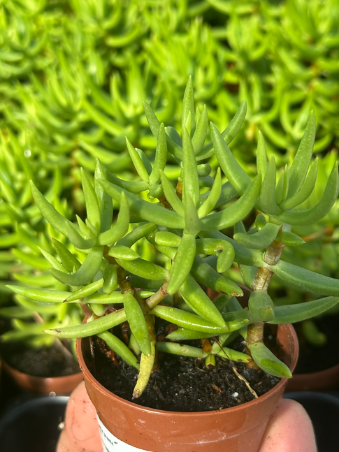 crassula tetragona