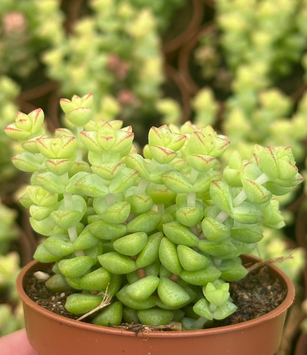 crassula tom thumb