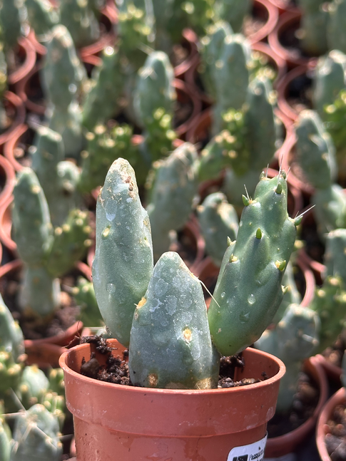 cumulopuntia boliviana