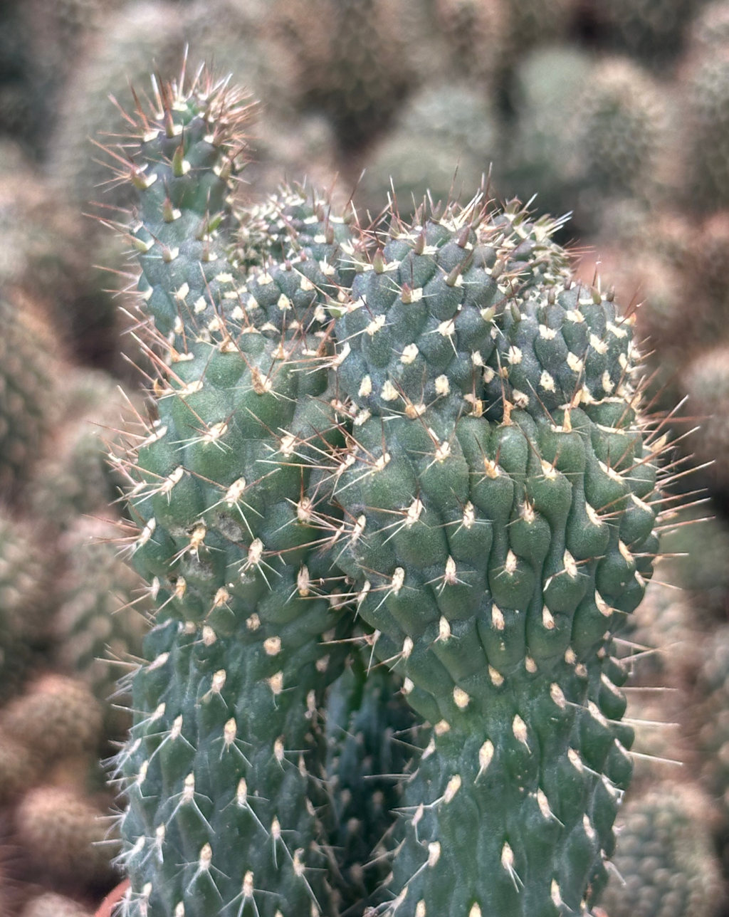 cylindropuntia fulgida