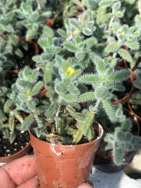 delosperma echinatum