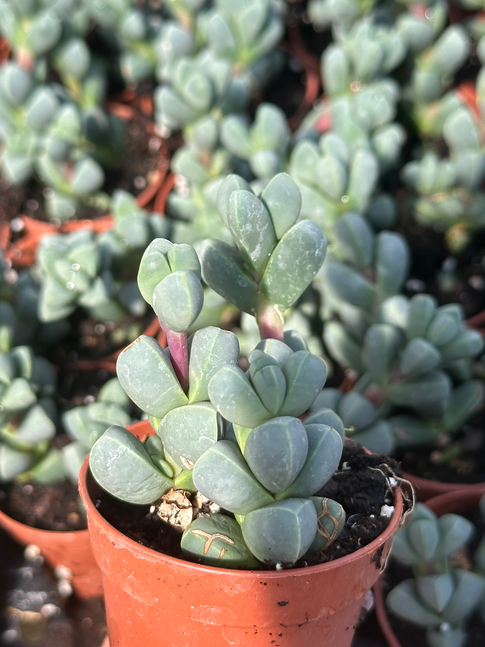 delosperma lehmannii