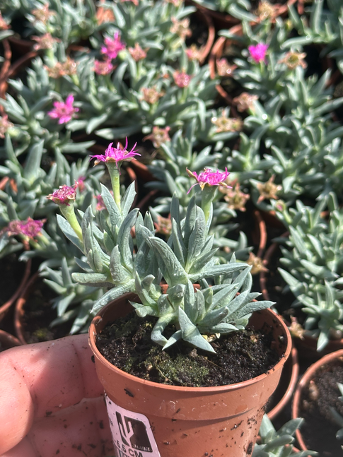delosperma sphalmanthiedes