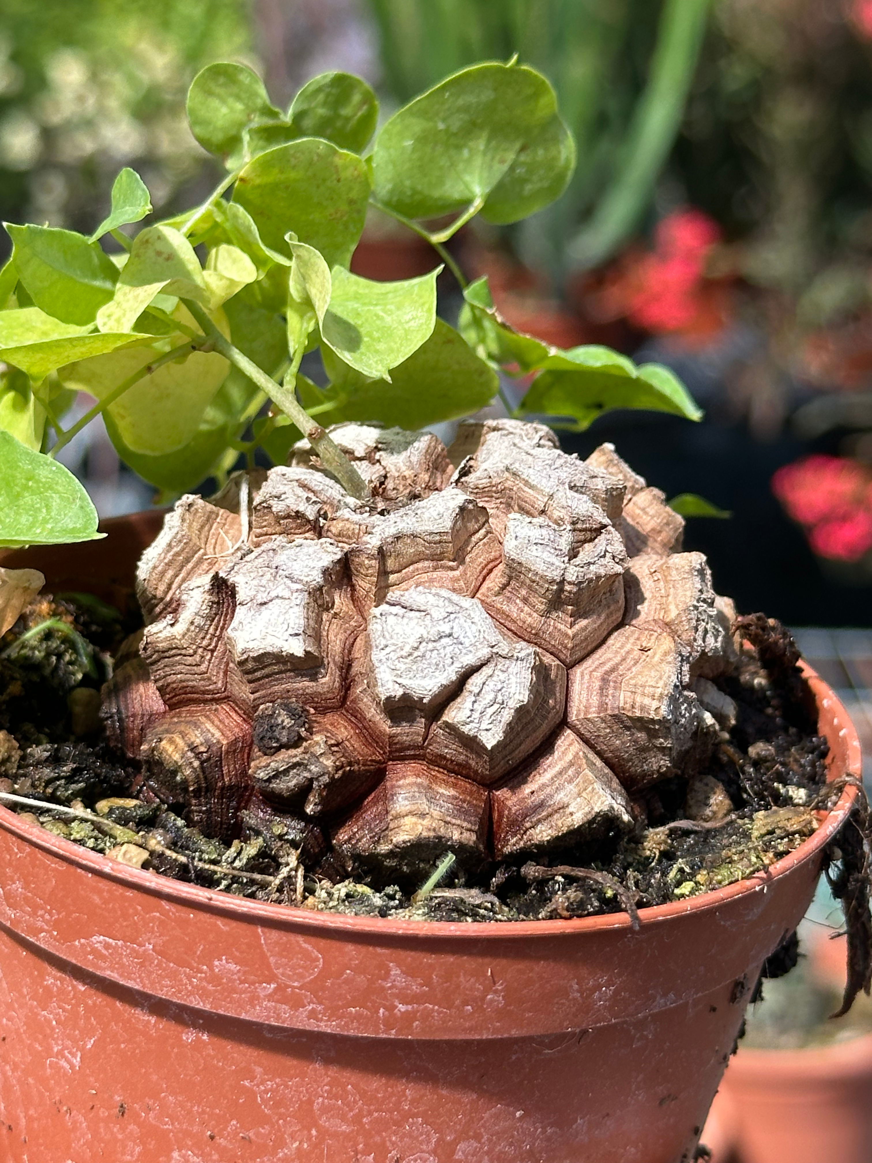 dioscorea elephantipes