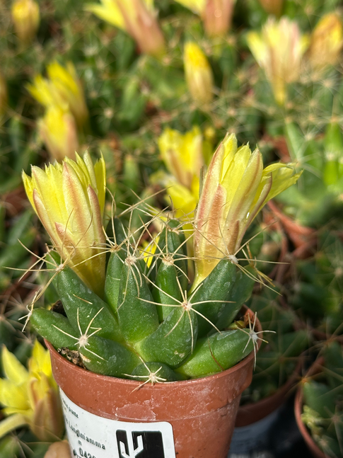 dolichotele longimamma