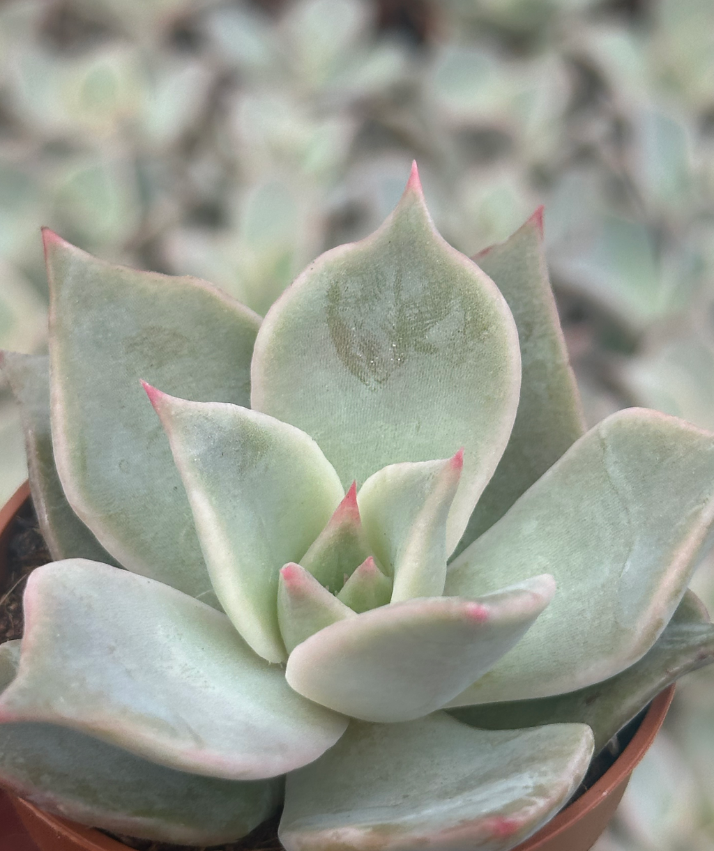 echeveria agata