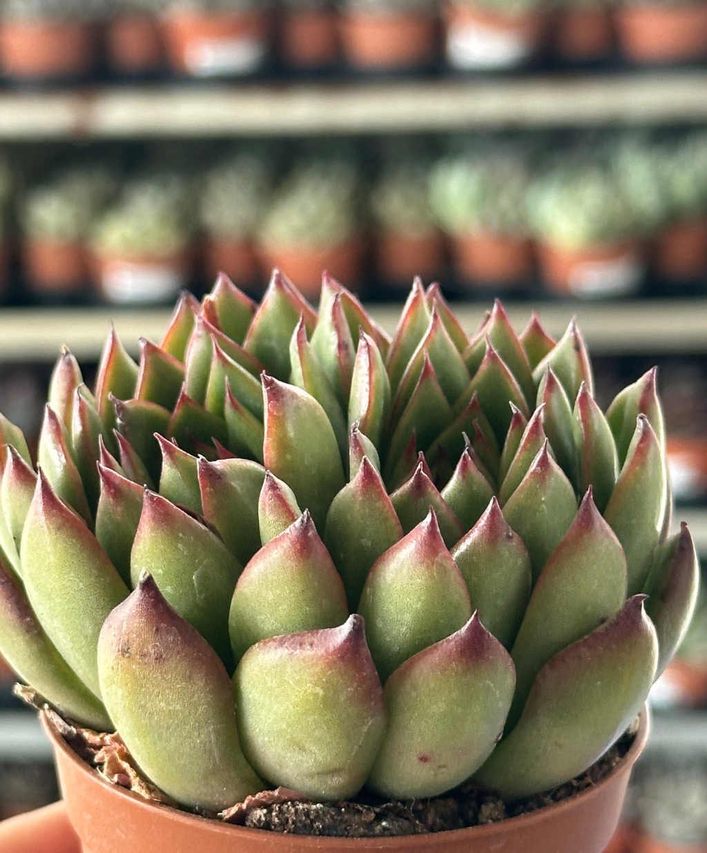 echeveria agavoides cv