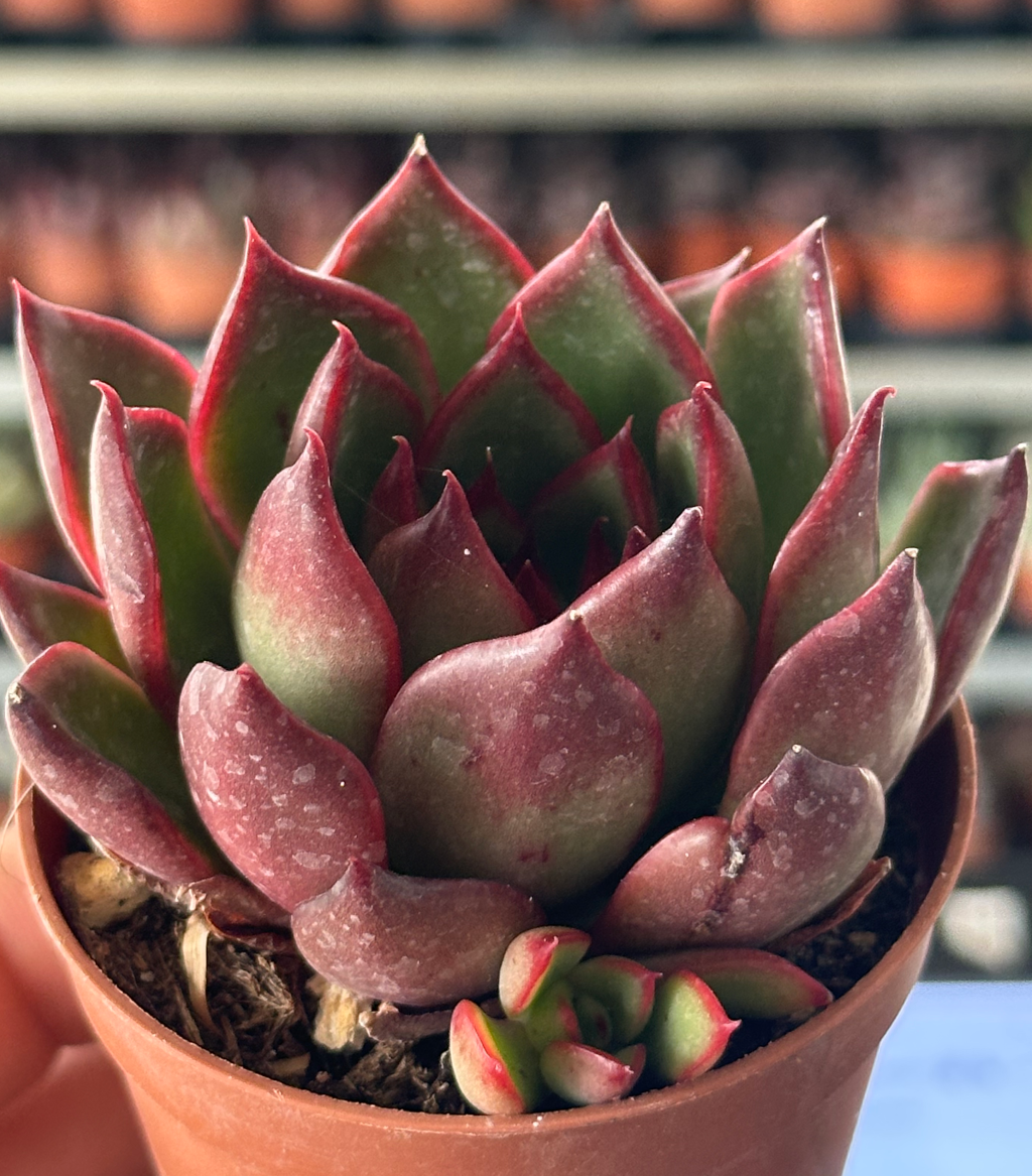 echeveria agavoides cv