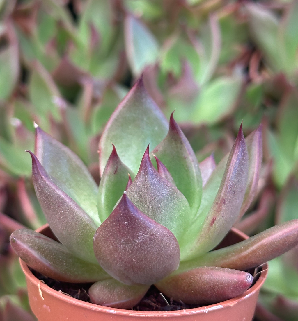 echeveria agavoides cv