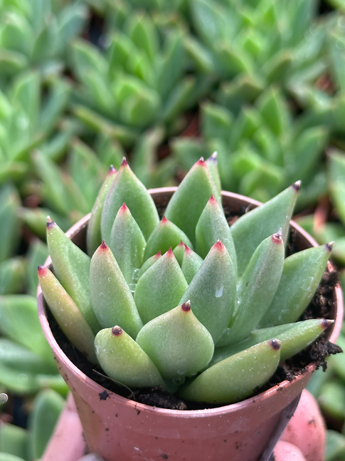 echeveria agavoides sirius
