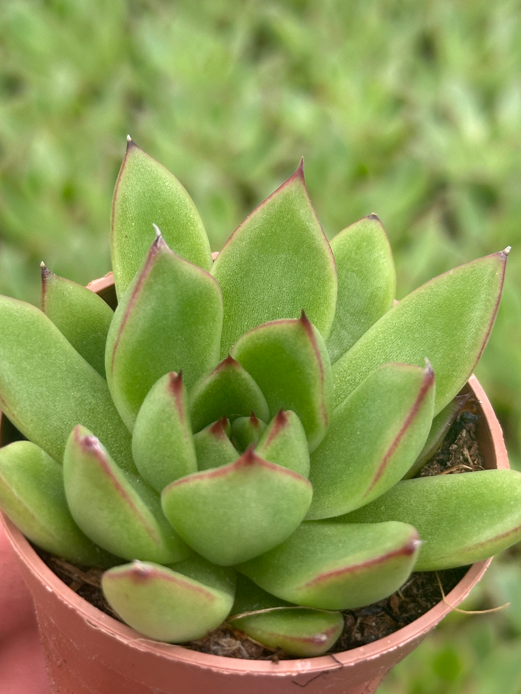 echeveria agavoides sp