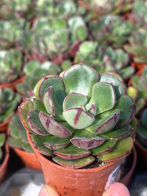 echeveria alita