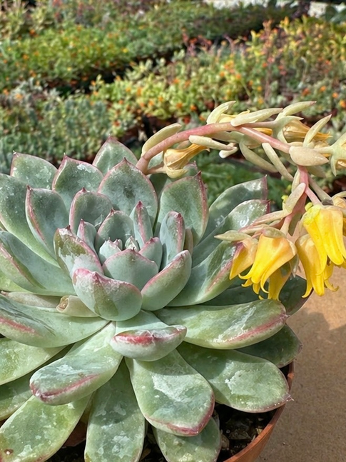 echeveria apus