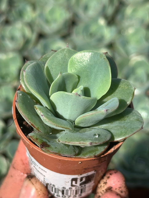 echeveria atlantic