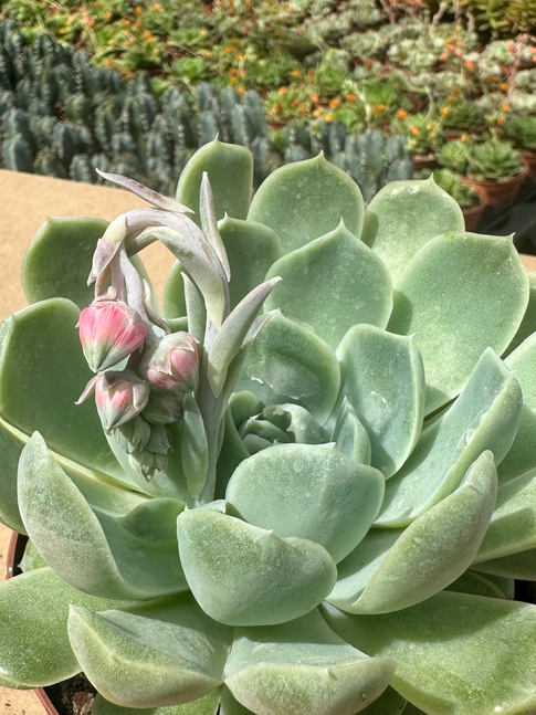 echeveria atlantis