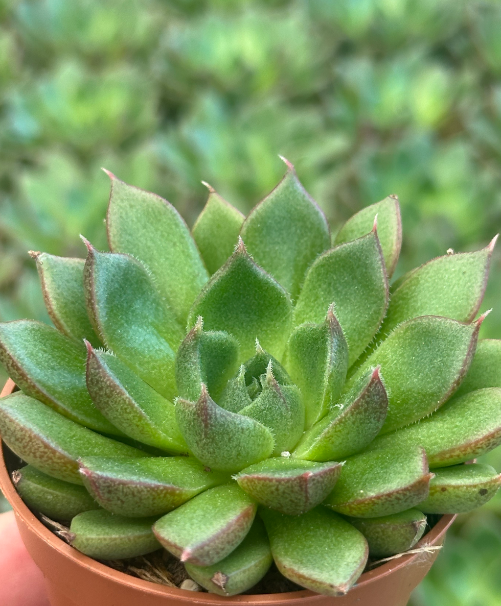echeveria atroviridis
